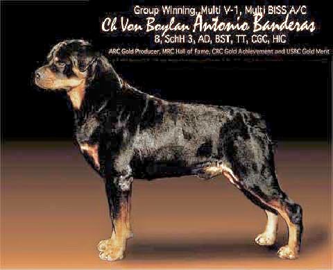 Fashion black onyx rottweilers