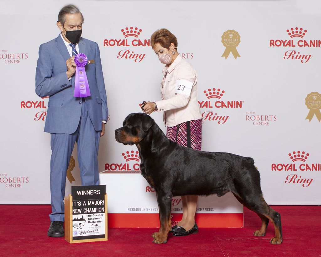 Rottweiler - The Breed Archive