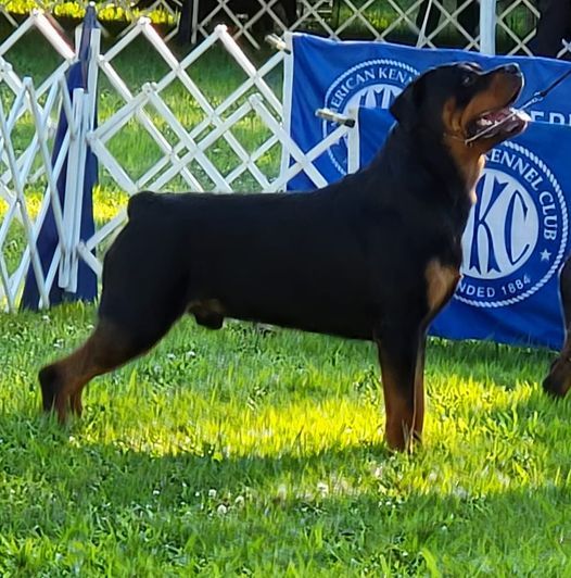 Rottweiler - The Breed Archive