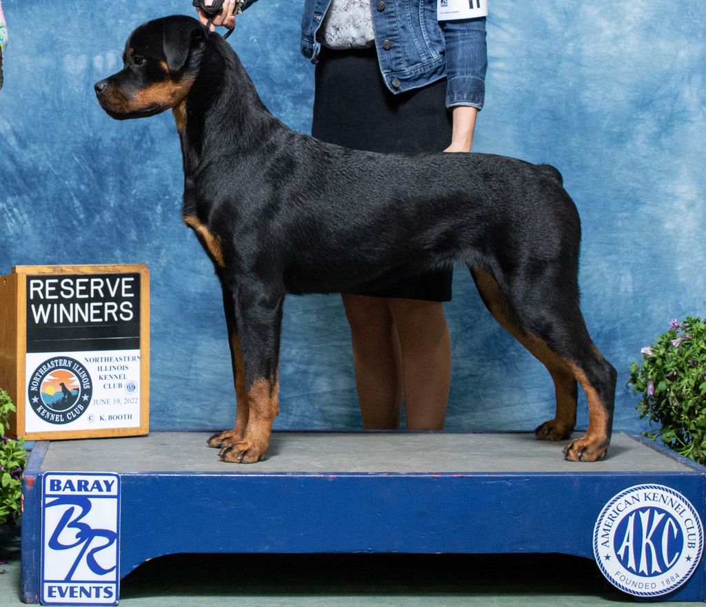 Rottweiler - The Breed Archive