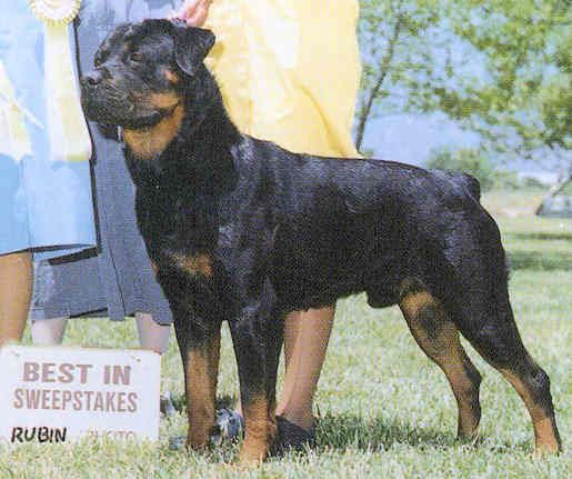 Rottweiler - The Breed Archive