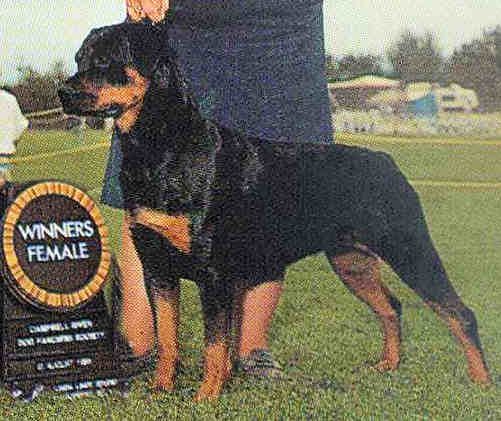 Rottweiler - The Breed Archive