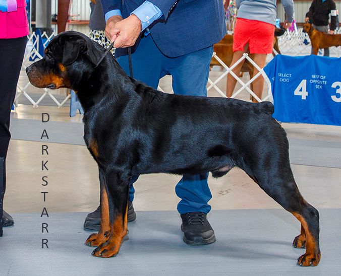Rottweiler - The Breed Archive