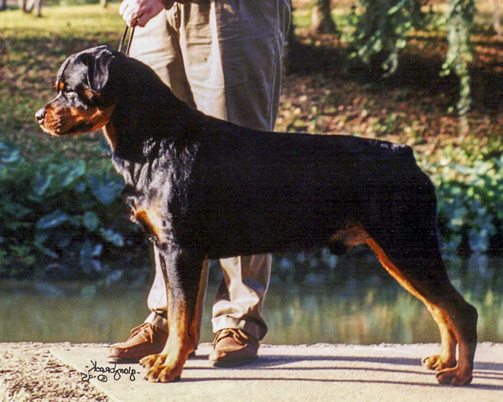 Rottweiler - The Breed Archive