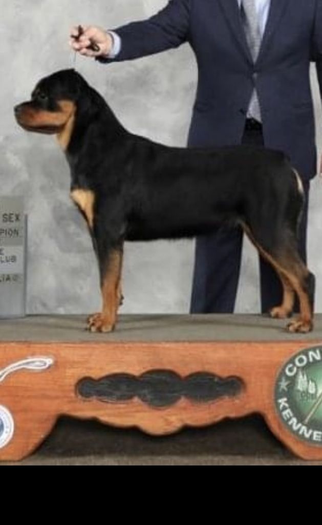 Rottweiler - The Breed Archive