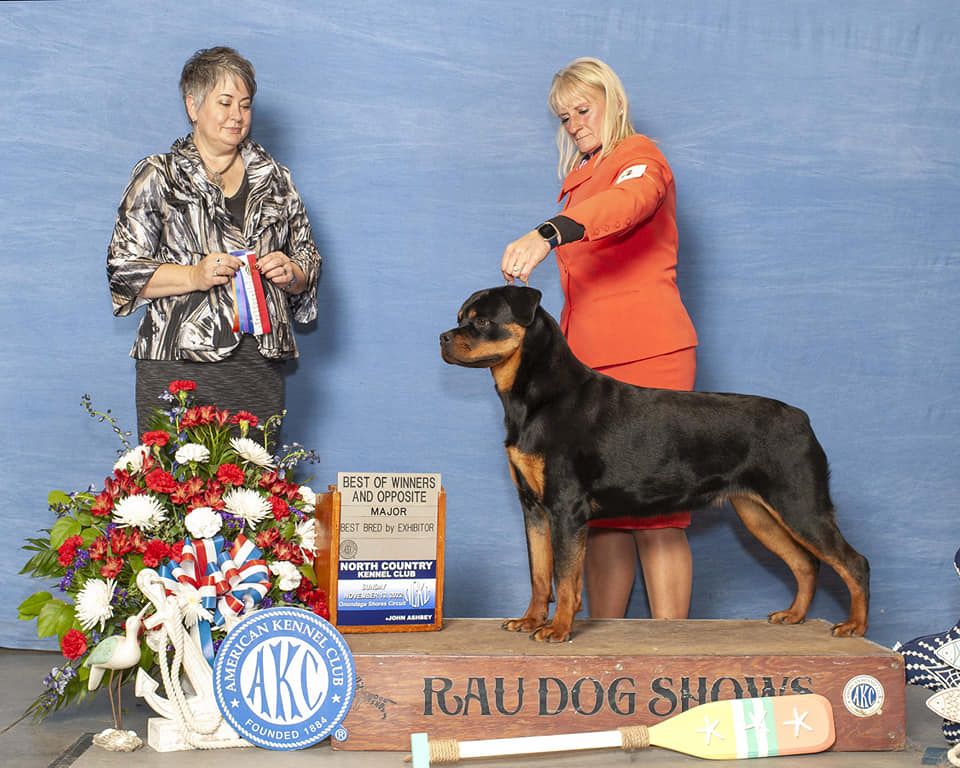 Rottweiler - The Breed Archive