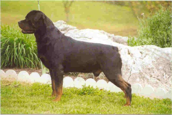Rottweiler - The Breed Archive