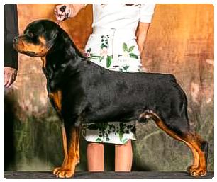 Rottweiler - The Breed Archive