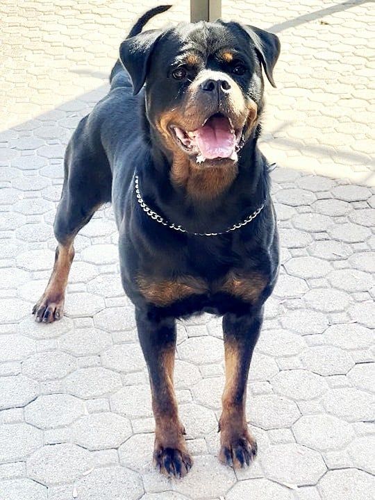 Shrytri Rottweilers Rottweiler - The Breed Archive