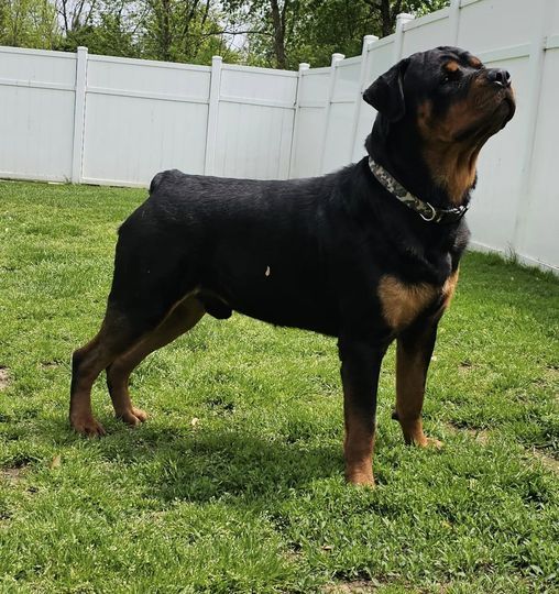 Rottweiler - The Breed Archive