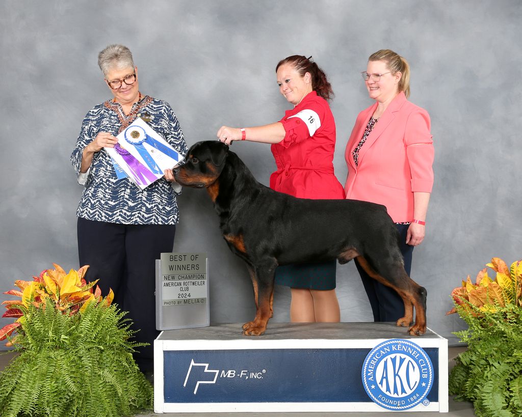 Ariel Rottweilers Rottweiler - The Breed Archive