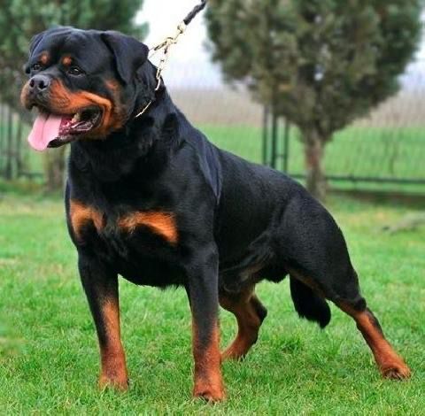 Rottweiler - The Breed Archive