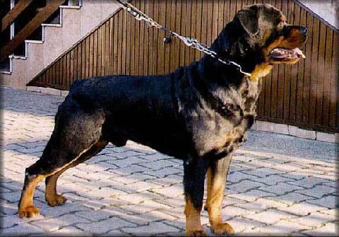 Balmain Rottweiler Rottweiler - The Breed Archive