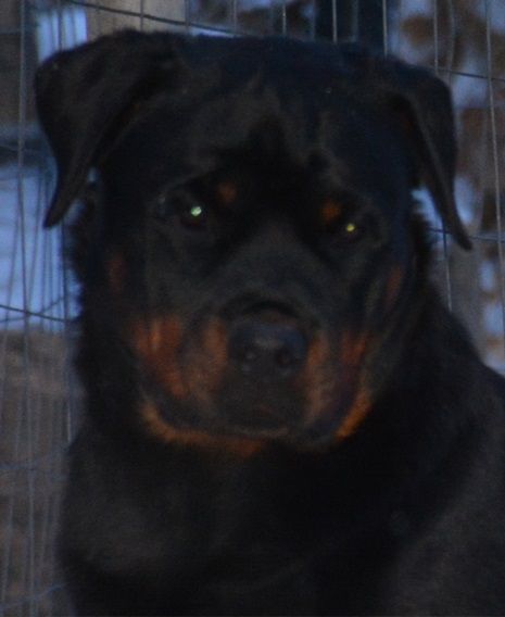 Darkstarr rottweilers sales