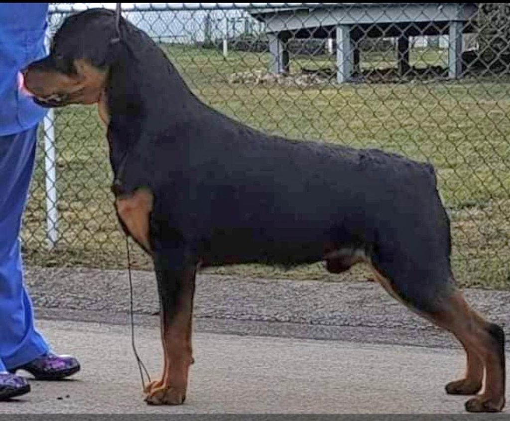 Rottweiler - The Breed Archive