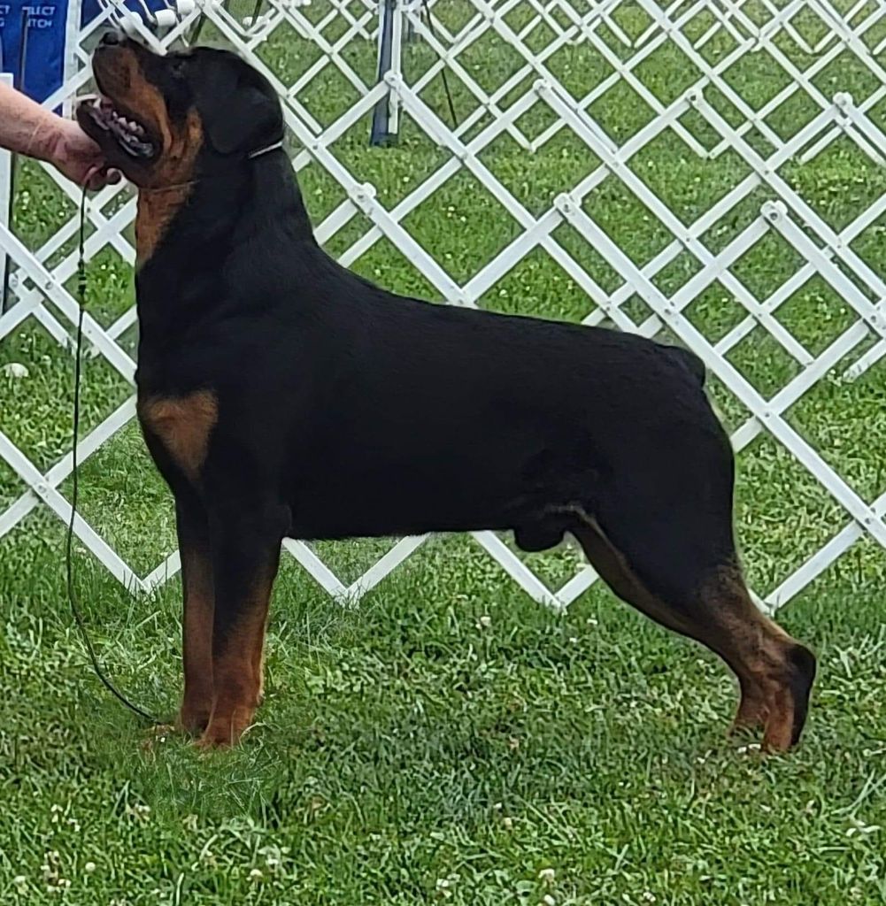 Rottweiler - The Breed Archive